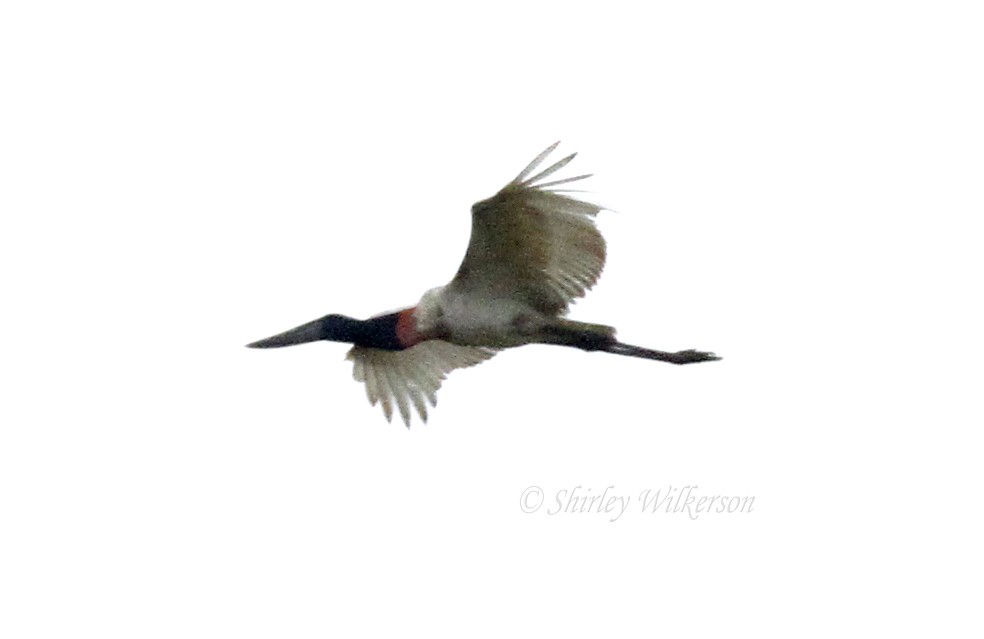 Jabiru - ML65179171