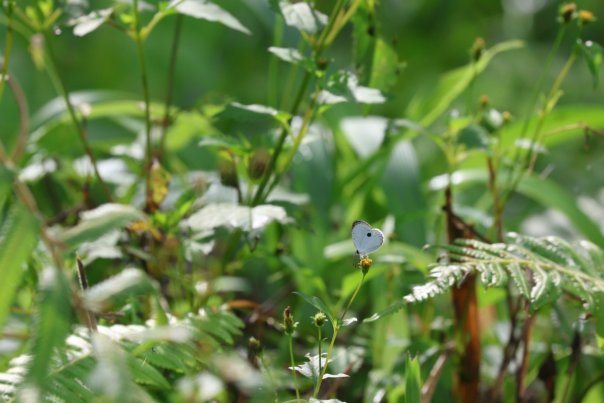 Forest Quaker - ML651792101