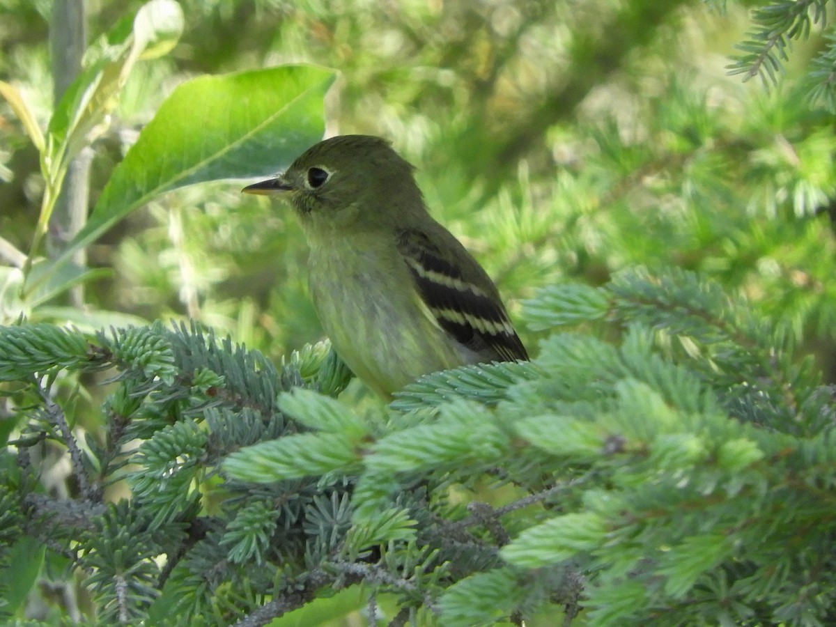 Yellow-bellied Flycatcher - ML651792459
