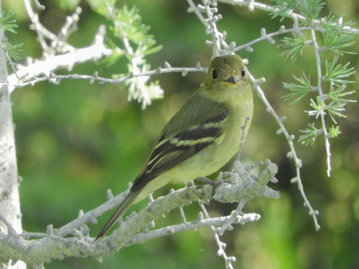 Yellow-bellied Flycatcher - ML651792463