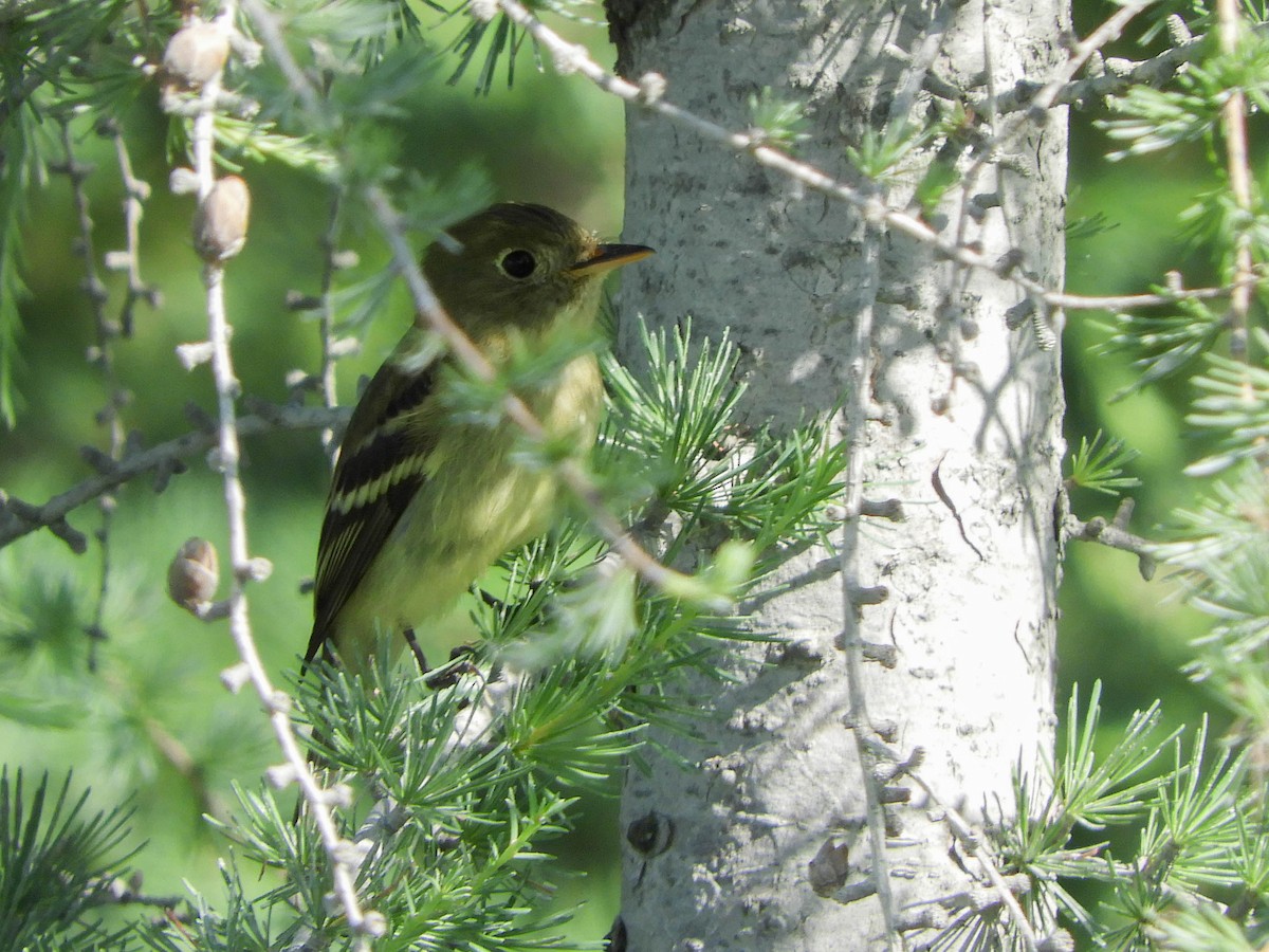 Yellow-bellied Flycatcher - ML651792465