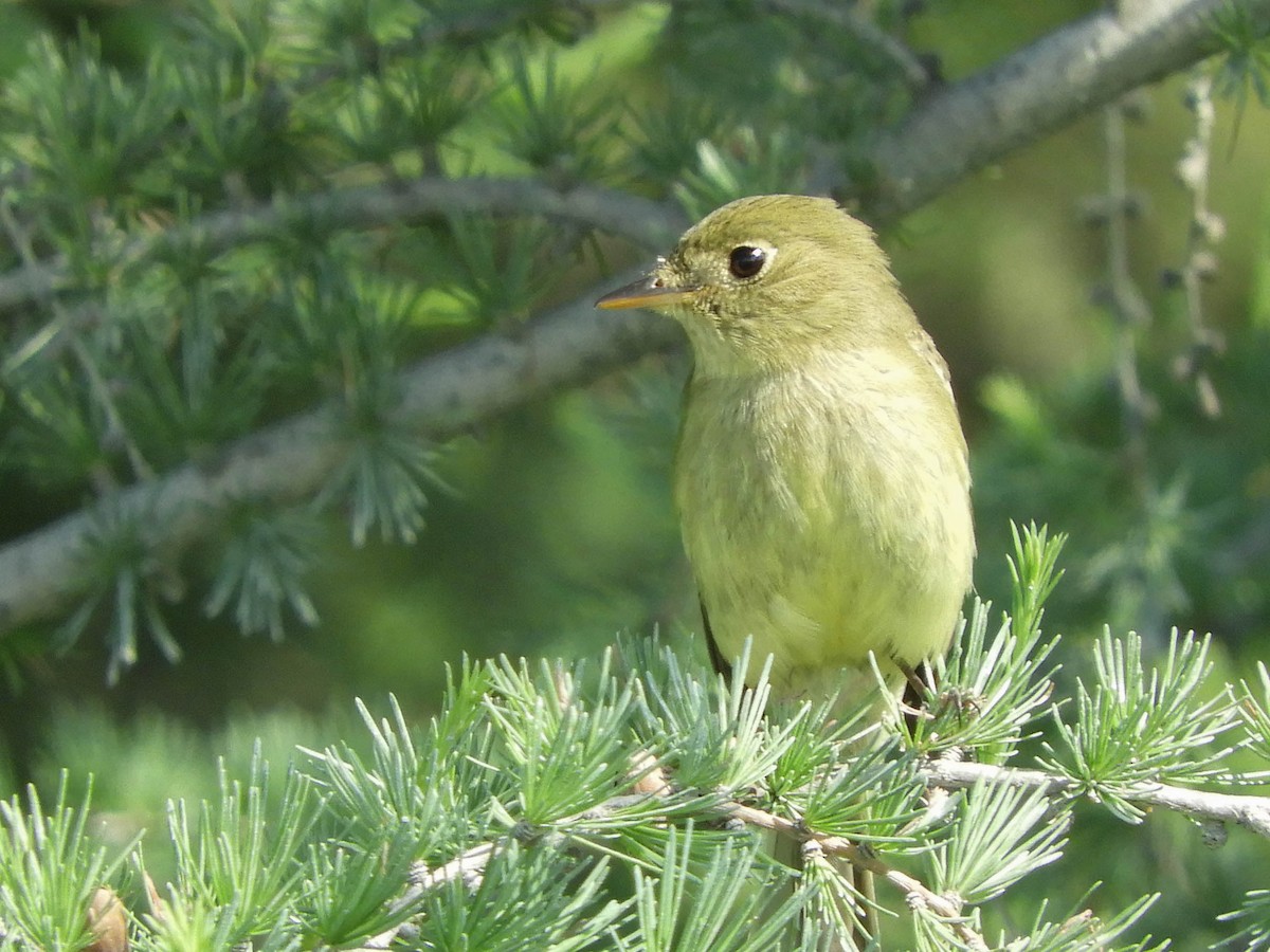 Yellow-bellied Flycatcher - ML651792467