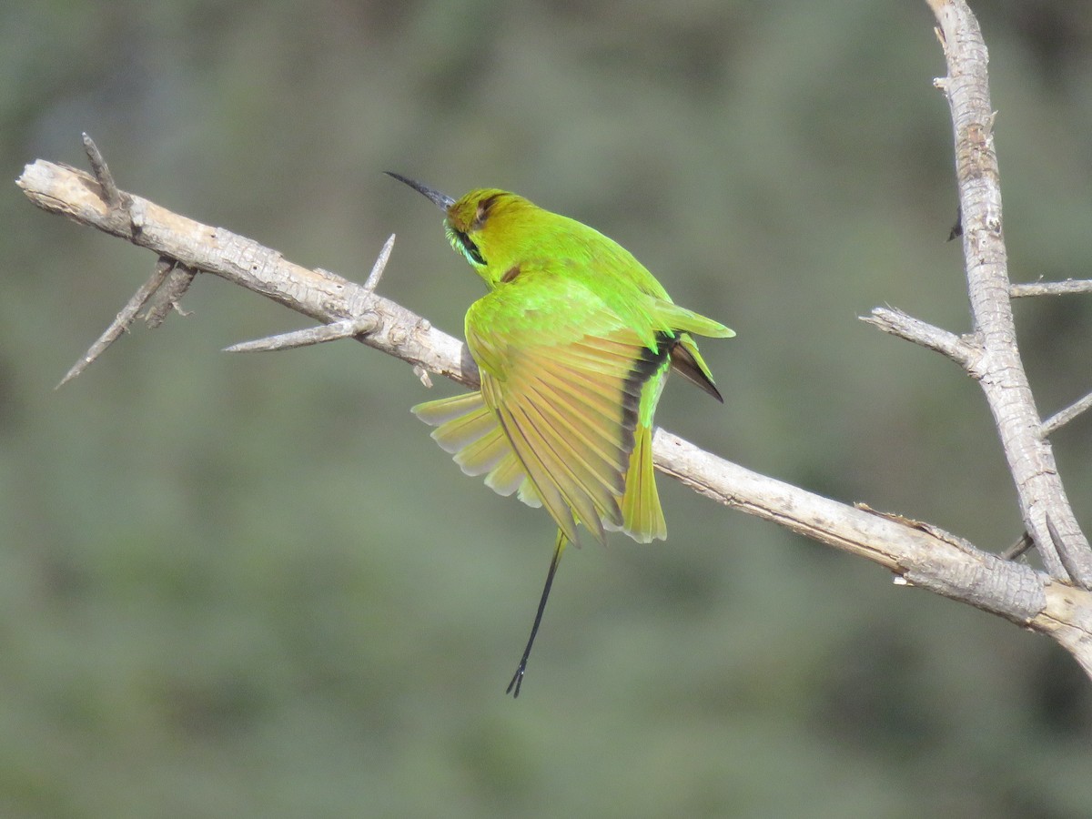 African Green Bee-eater - ML651792578