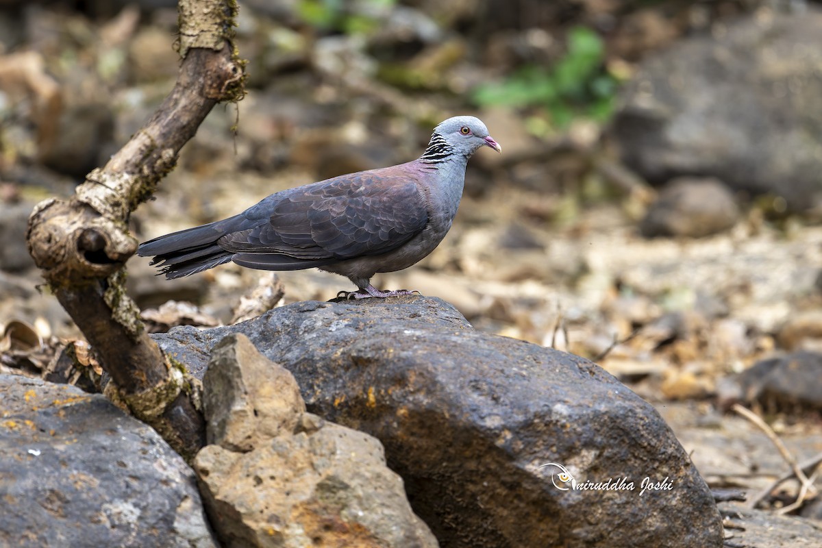nilgiridue - ML651793011