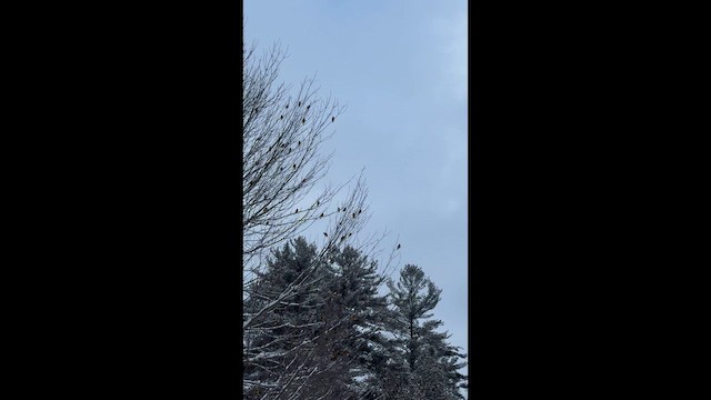 Evening Grosbeak - ML651793835