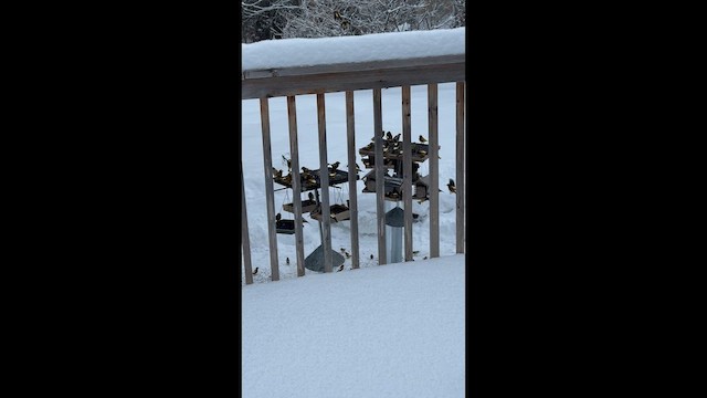 Evening Grosbeak - ML651793836