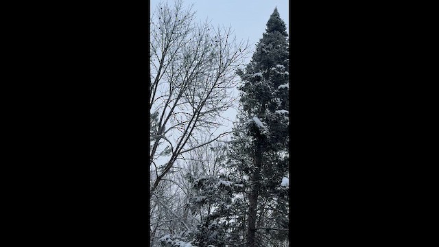 Evening Grosbeak - ML651793837