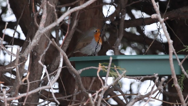 European Robin - ML651793977