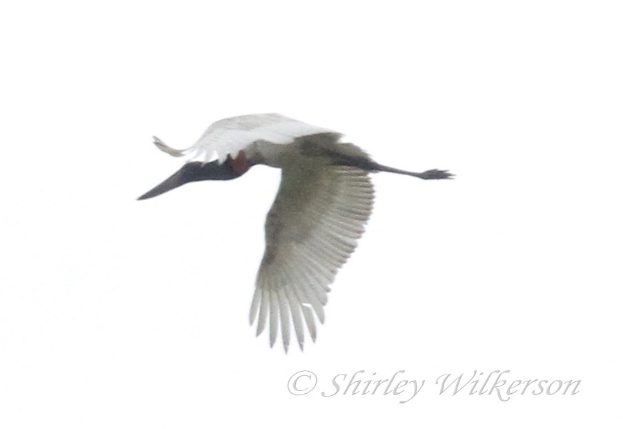 Jabiru - ML65179471