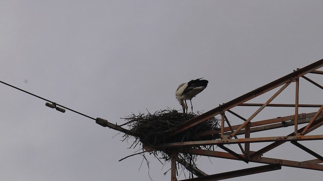 Oriental Stork - ML651794784
