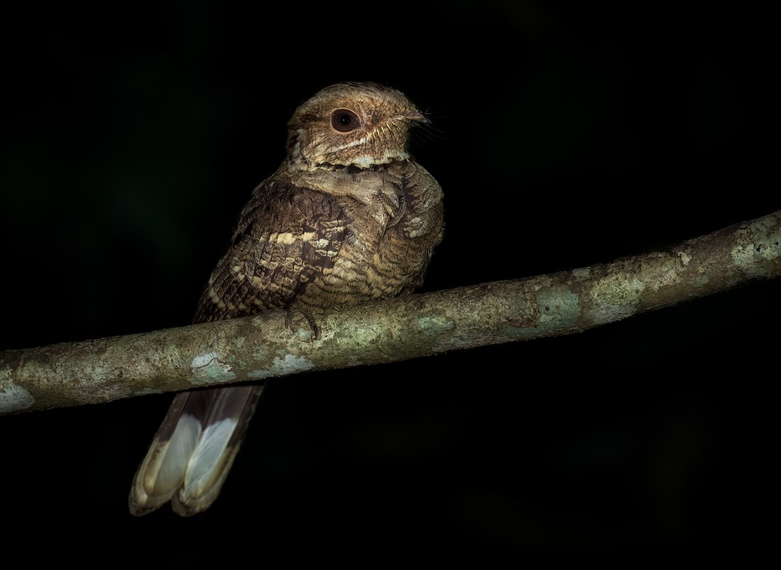 Jerdon's Nightjar - ML651795482