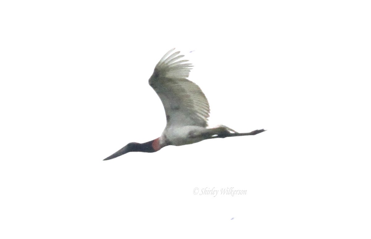 Jabiru - ML65179711