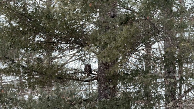 amerikakråke - ML651797787