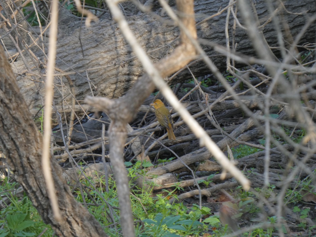 Алая пиранга - ML651797823