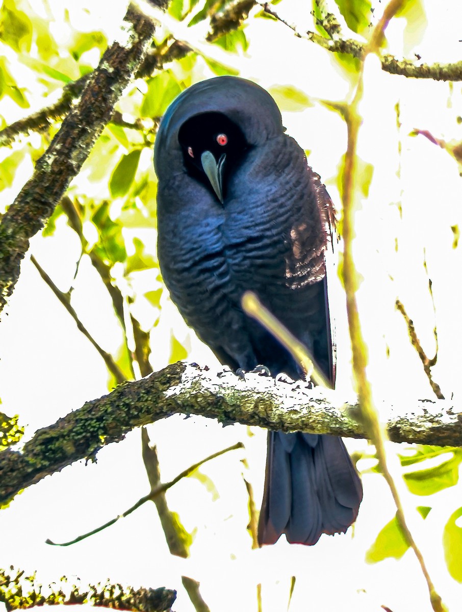 Большой трупиал - ML651797833