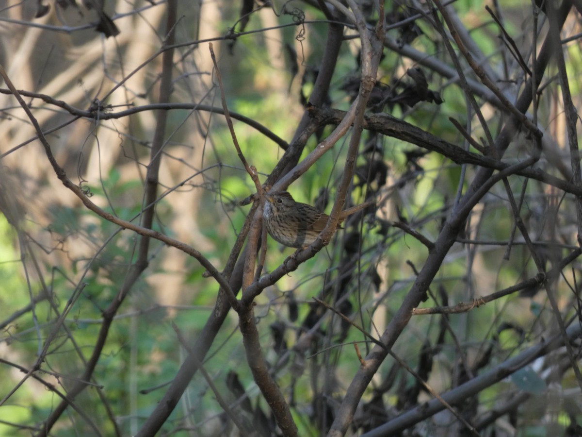 Еловая овсянка - ML651797847