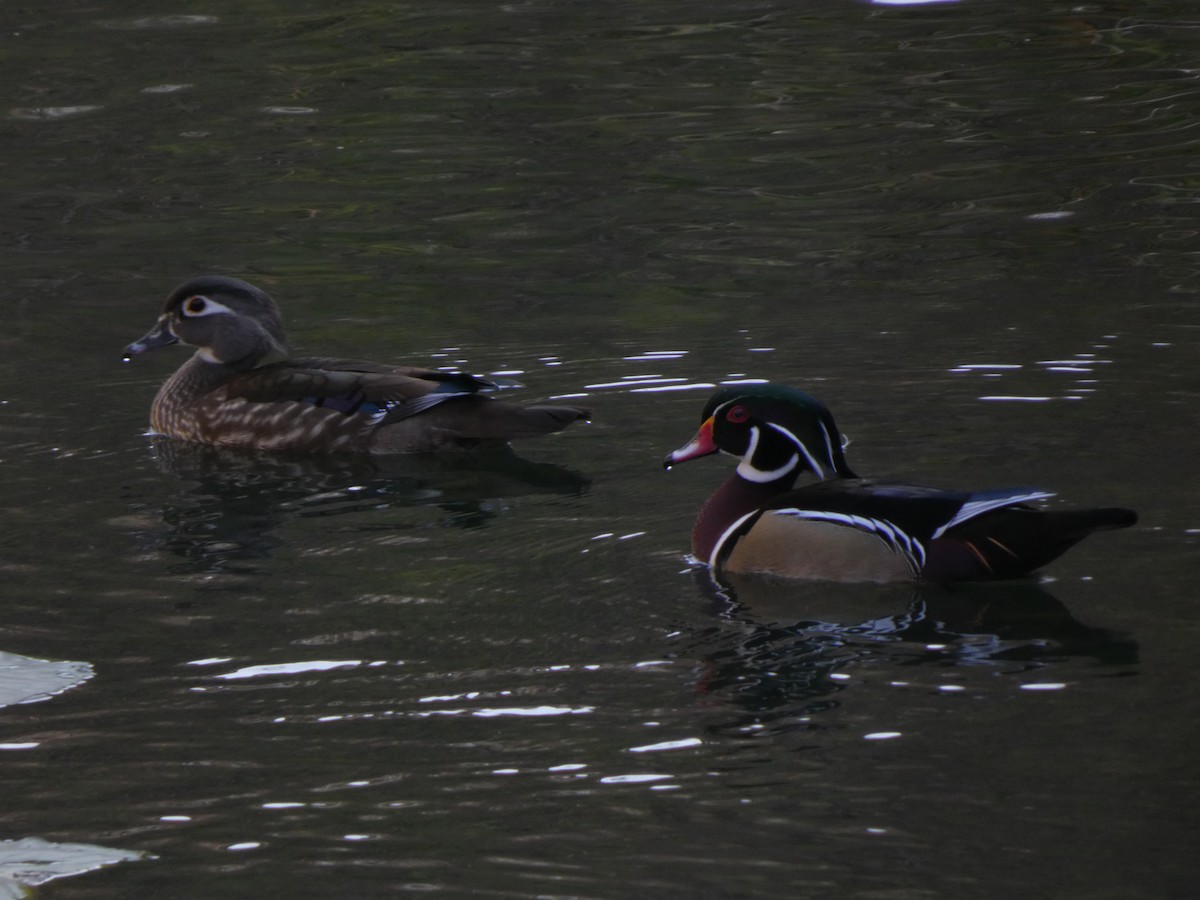 Каролинская утка - ML651797863