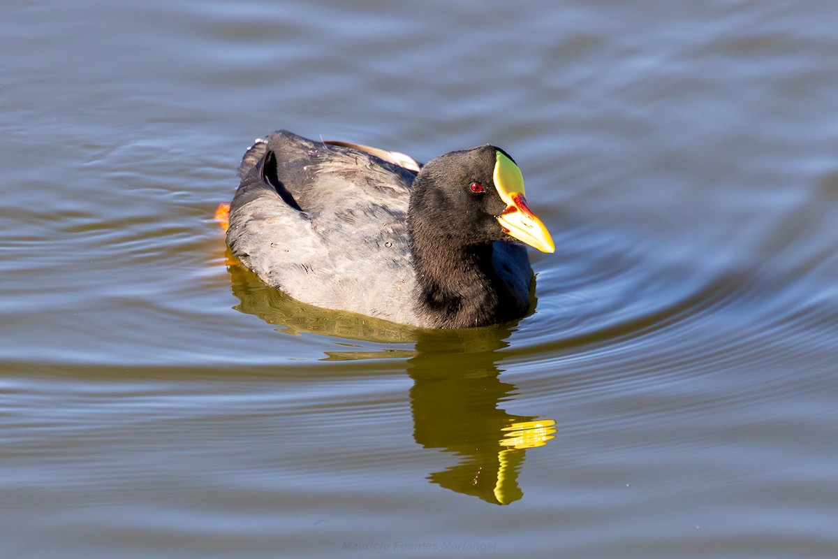 Red-gartered Coot - ML651797989
