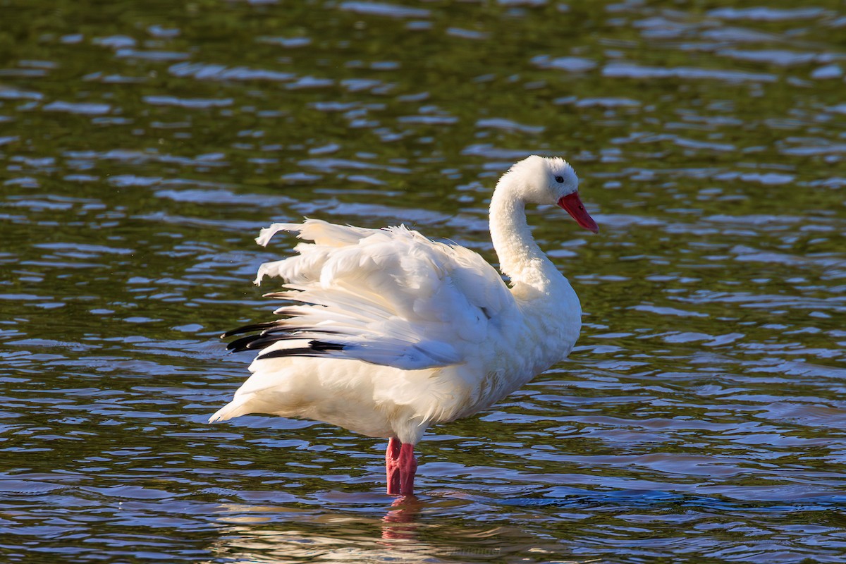 Coscoroba Swan - ML651798076