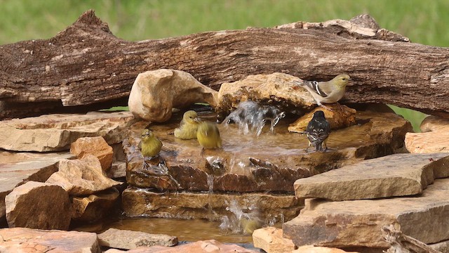 čížek žlutý - ML651801407