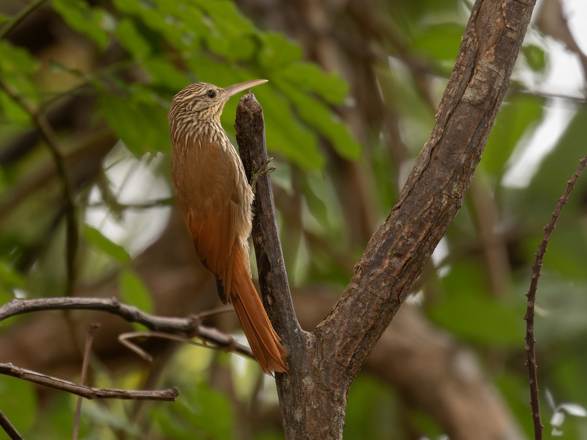 Streak-headed Woodcreeper - ML651802355