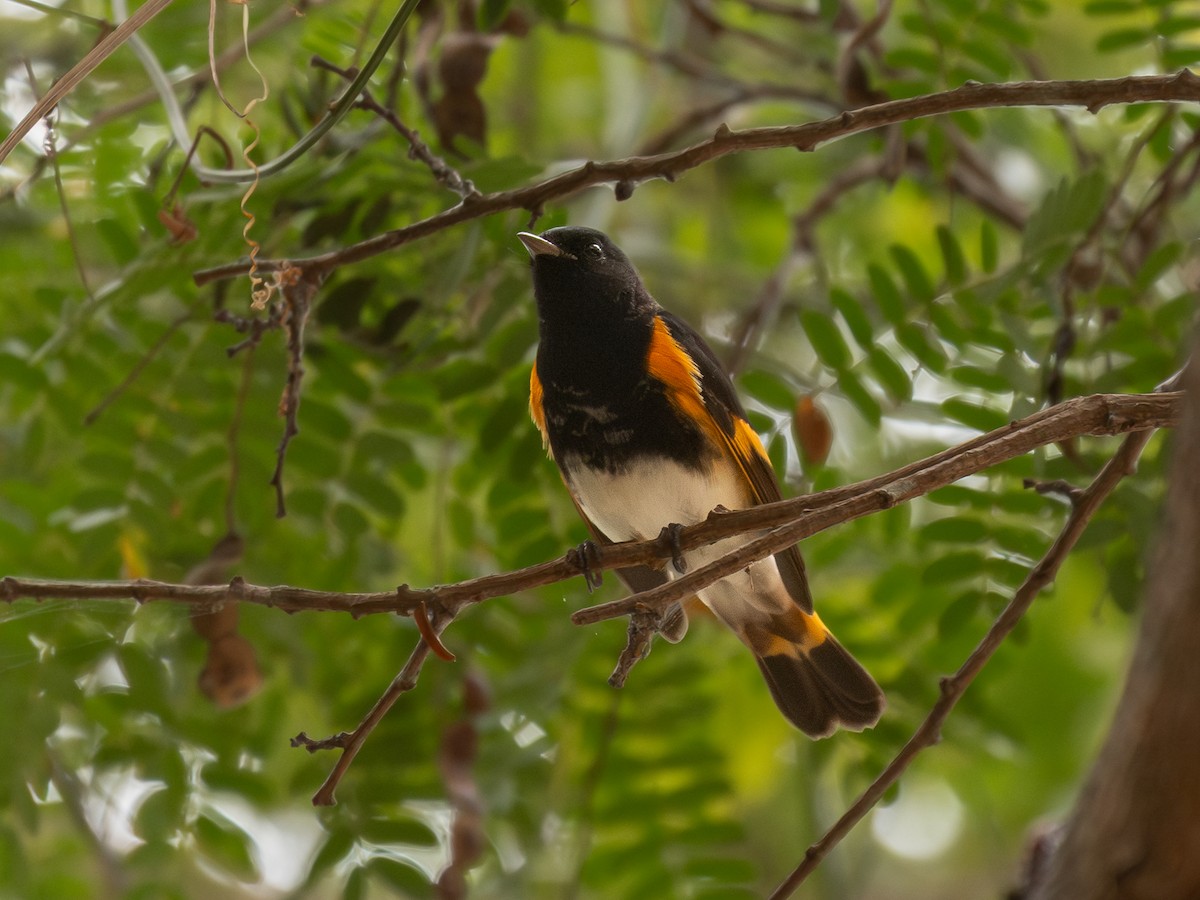 American Redstart - ML651802380