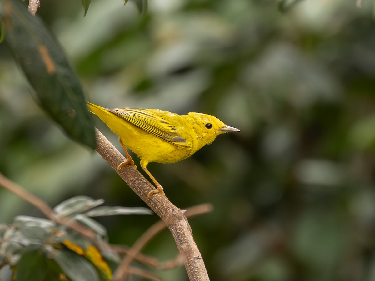 Northern Yellow Warbler - ML651802394