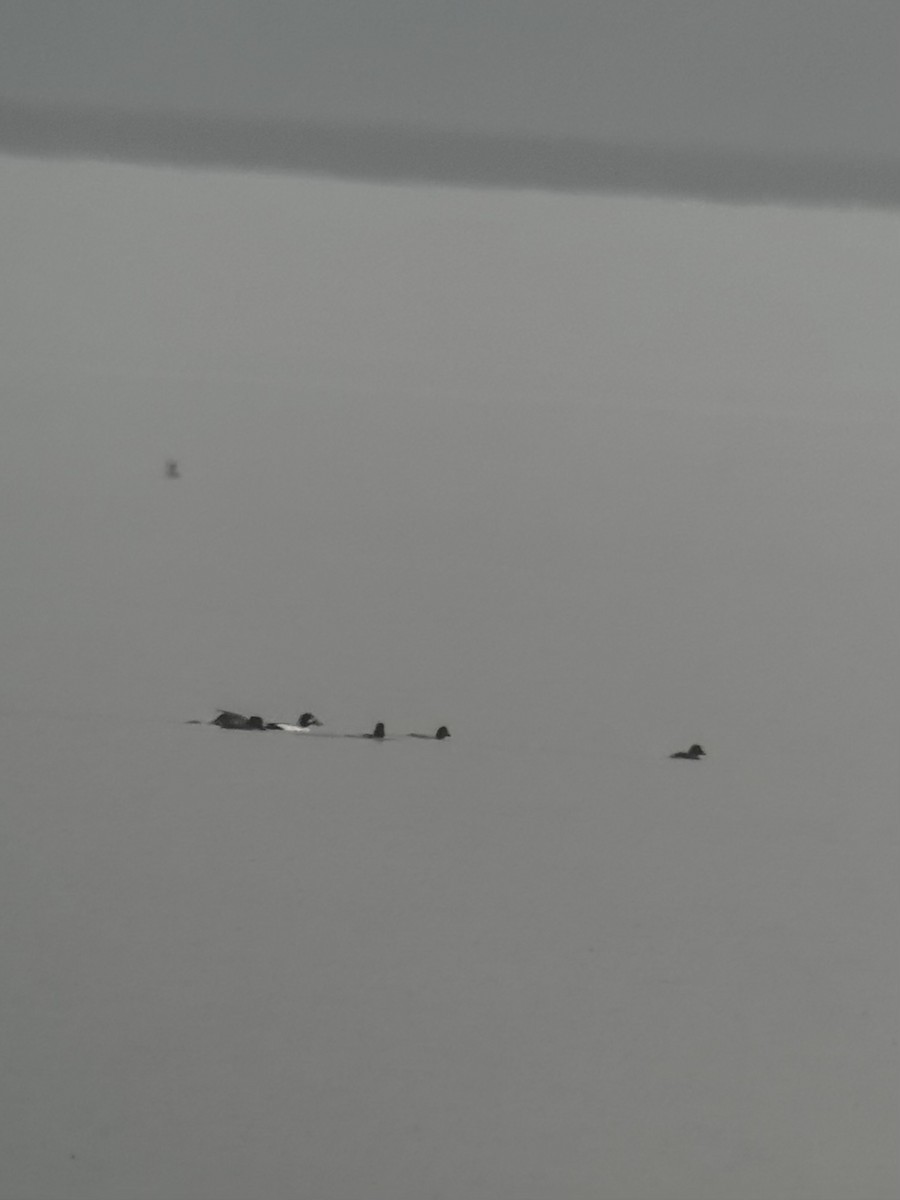 Common Goldeneye - ML651802805