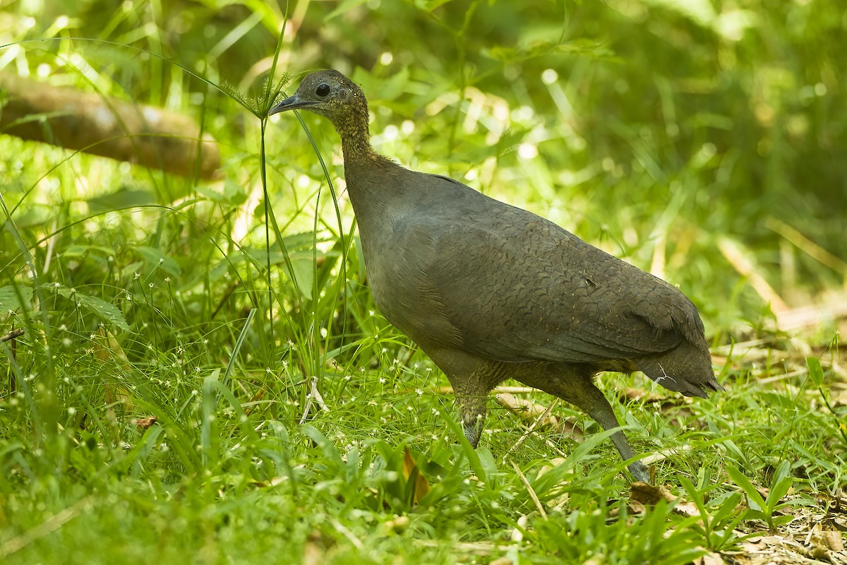 tinama samotářská - ML651802980