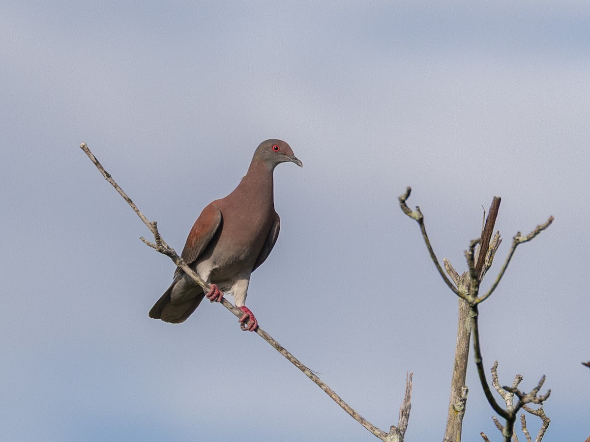 Pale-vented Pigeon - ML651803501