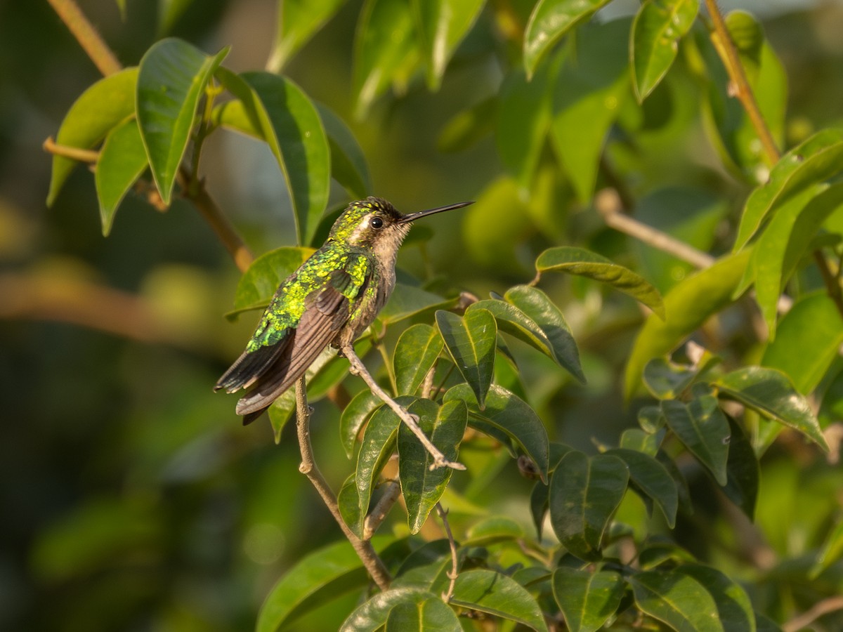 Blue-tailed Emerald - ML651803547