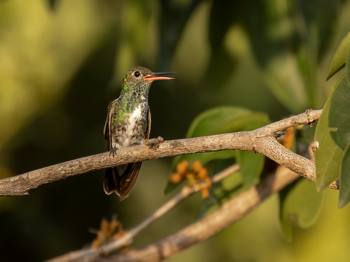 Glittering-throated Emerald - ML651803588