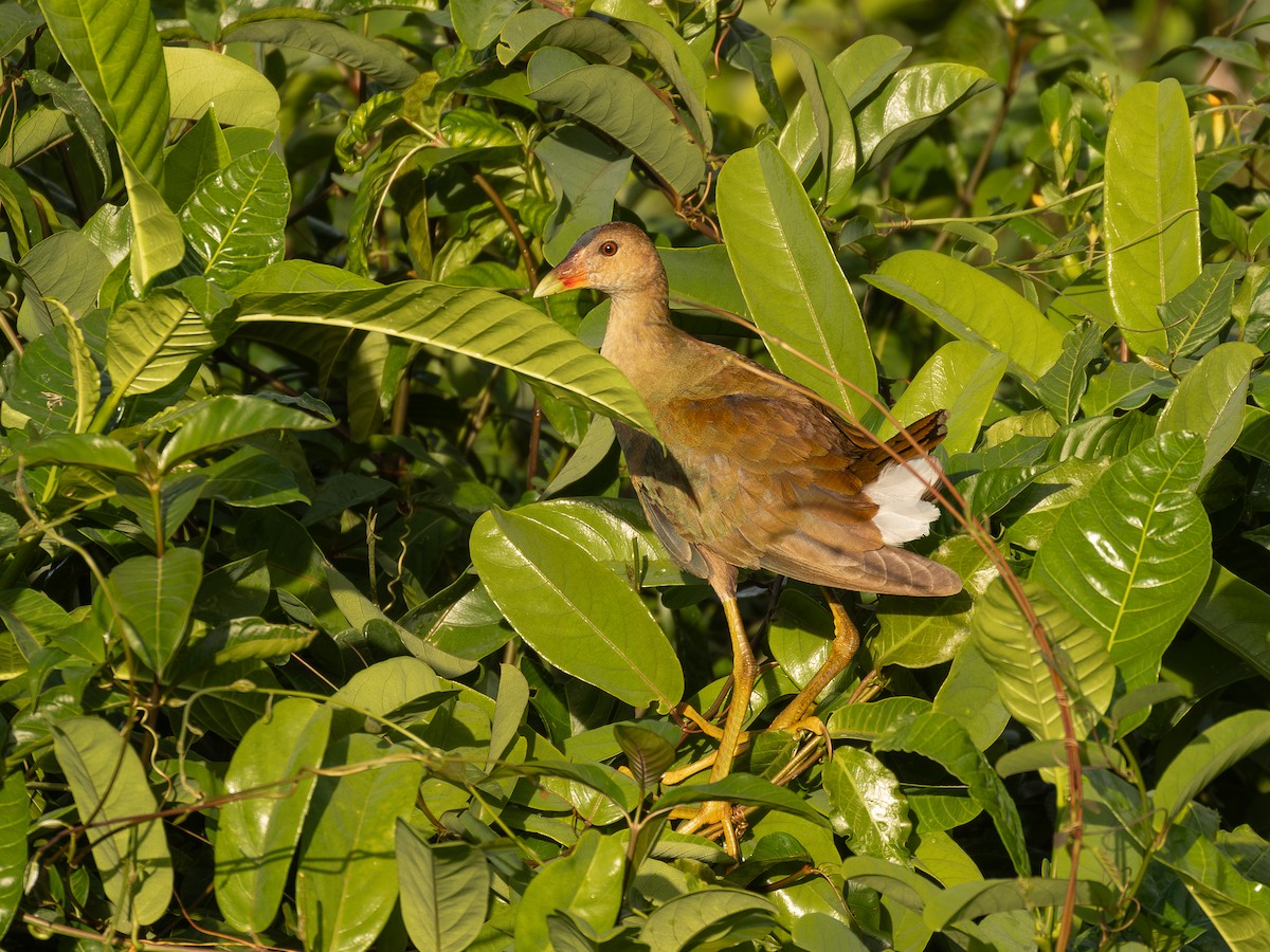 Purple Gallinule - ML651803625