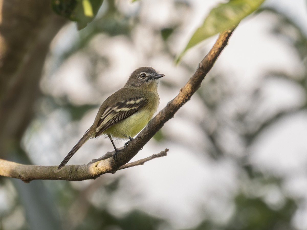 Pale-tipped Tyrannulet - ML651803645