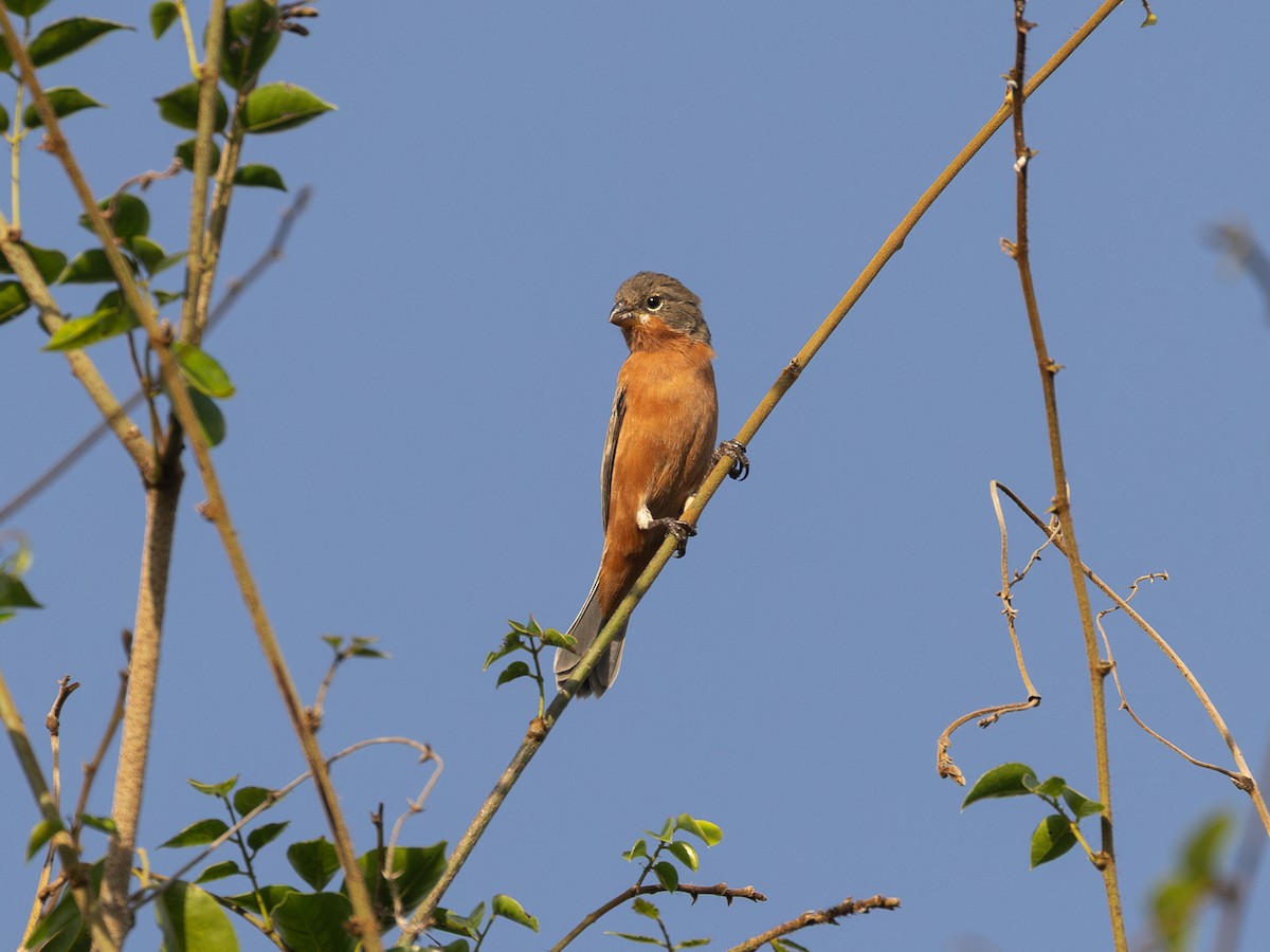 Ruddy-breasted Seedeater - ML651803667