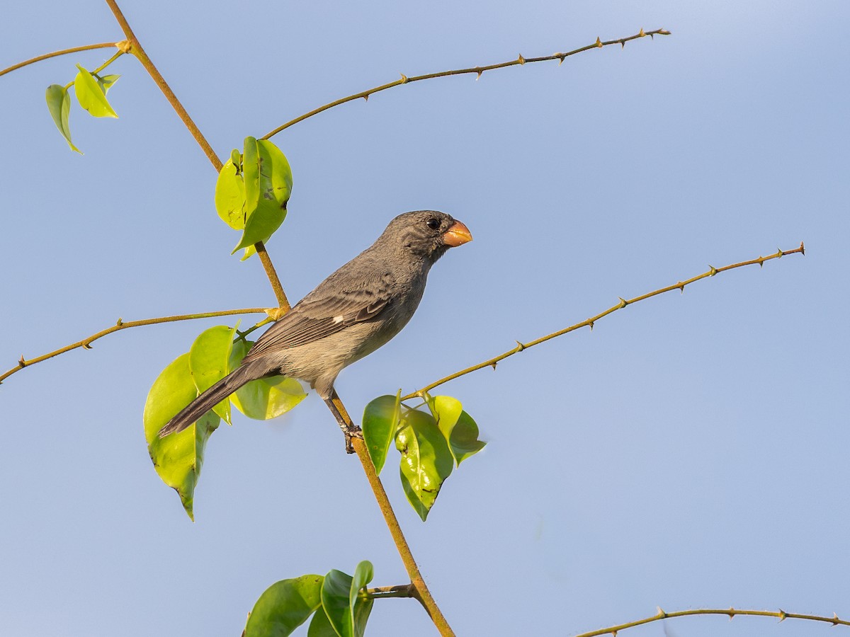 Gray Seedeater - ML651803693