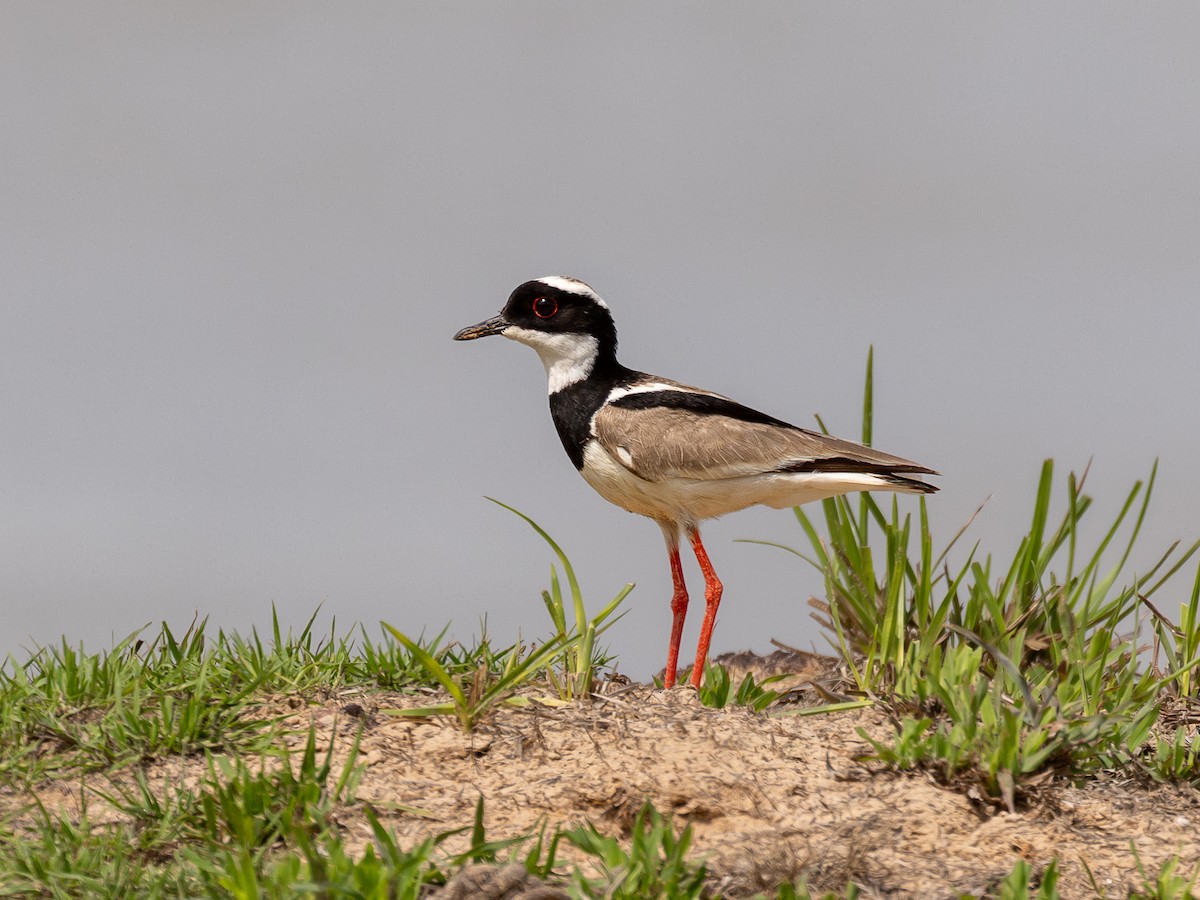 Pied Plover - ML651803934
