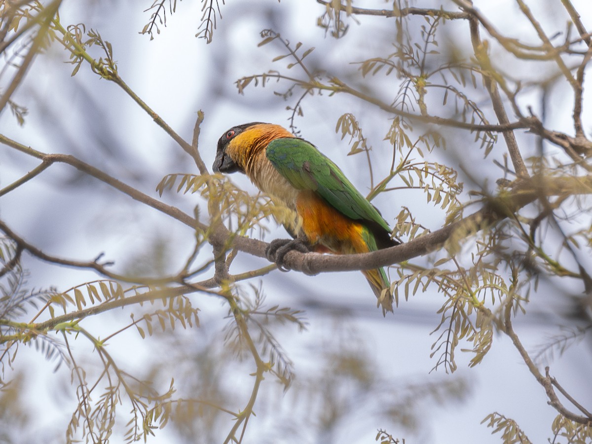 Black-headed Parrot - ML651803957