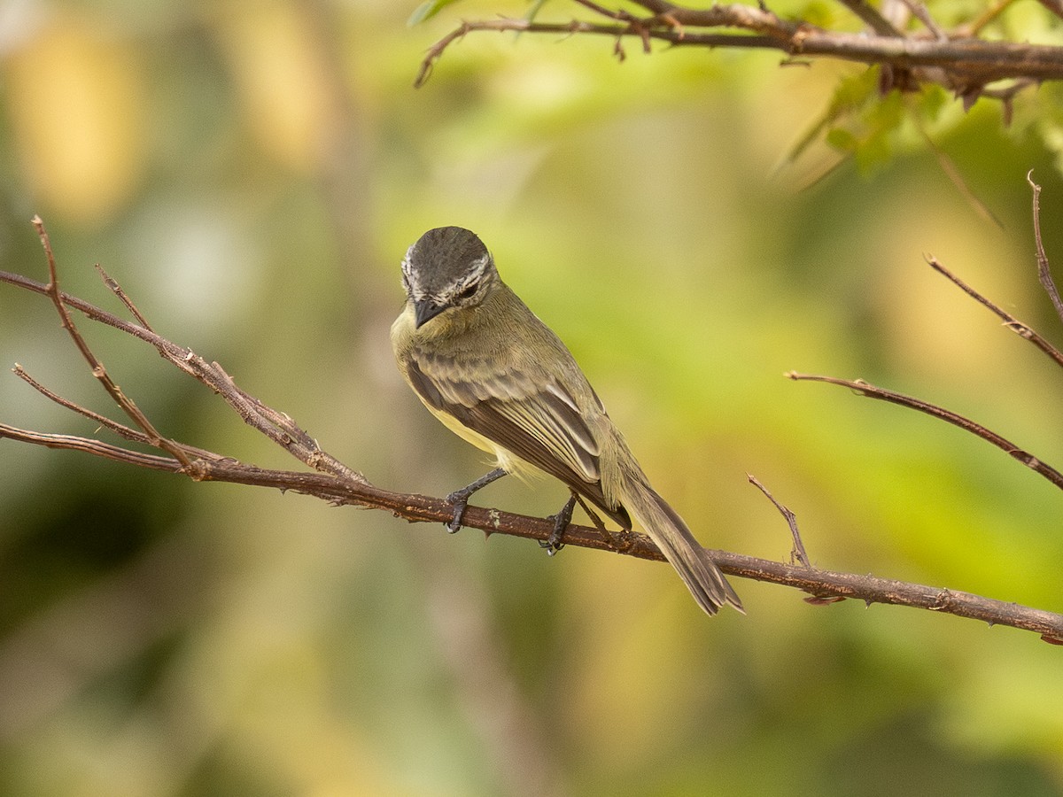 Sooty-headed Tyrannulet - ML651804011