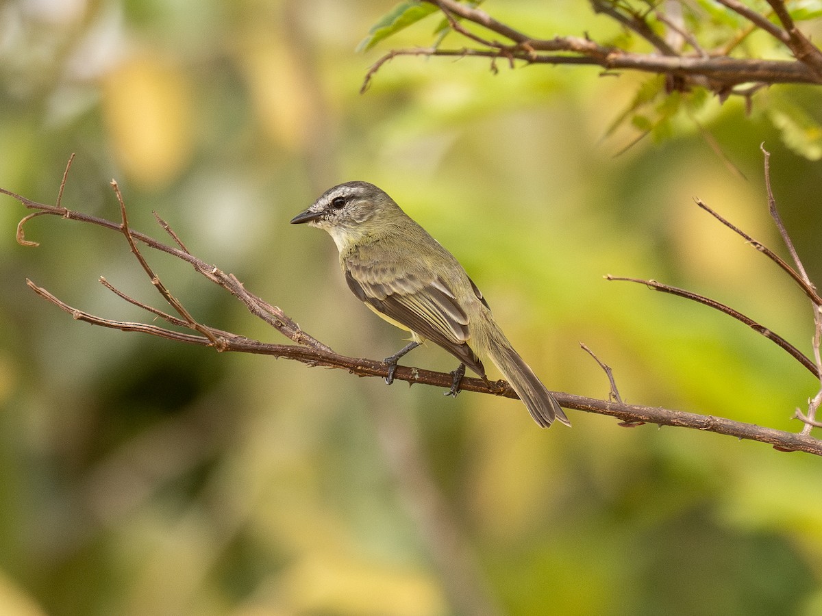Sooty-headed Tyrannulet - ML651804012