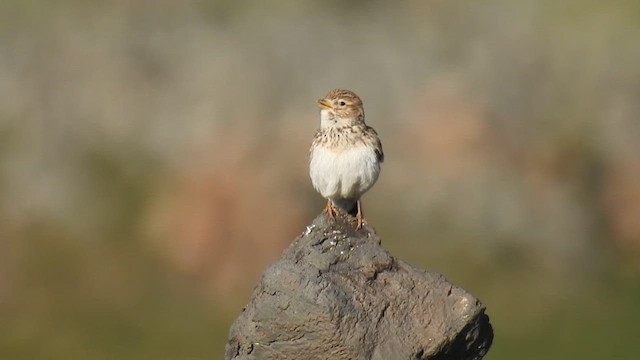 עפרונן גמדי - ML651804087