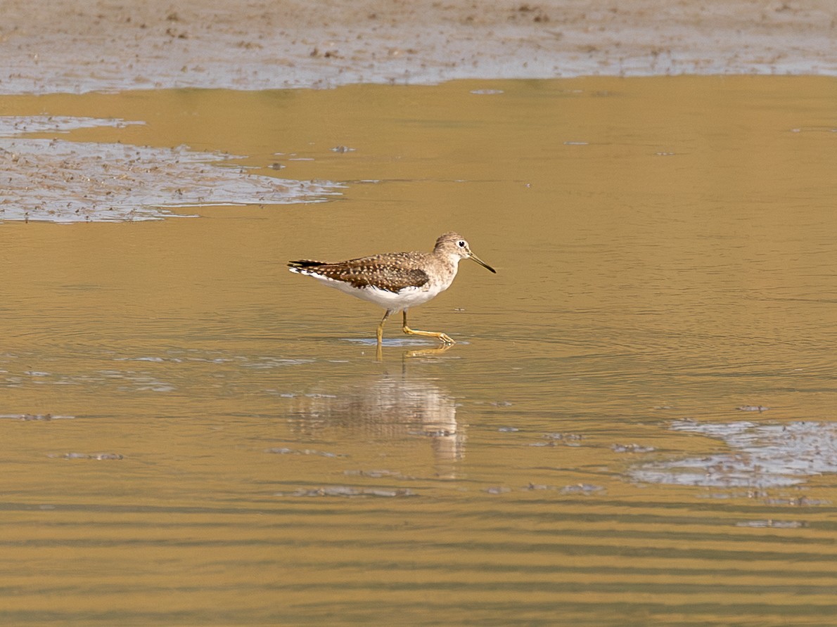 Solitary Sandpiper - ML651804207