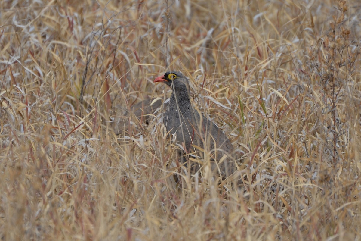 サザナミシャコ - ML651804299