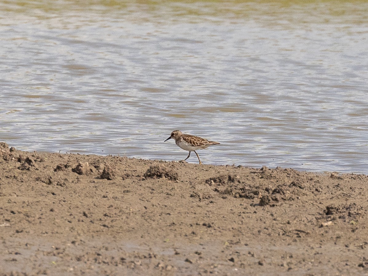 Least Sandpiper - ML651804323
