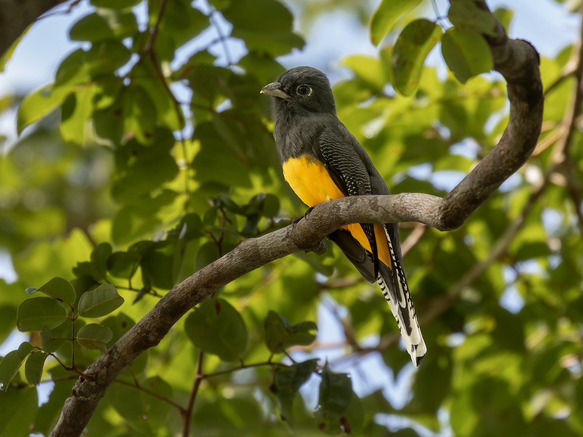 Guianan Violaceous Trogon - ML651804344