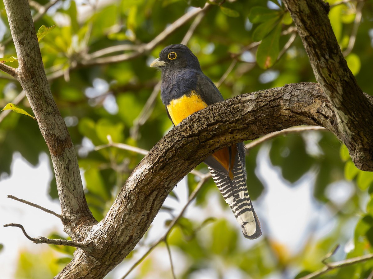 Guianan Violaceous Trogon - ML651804345