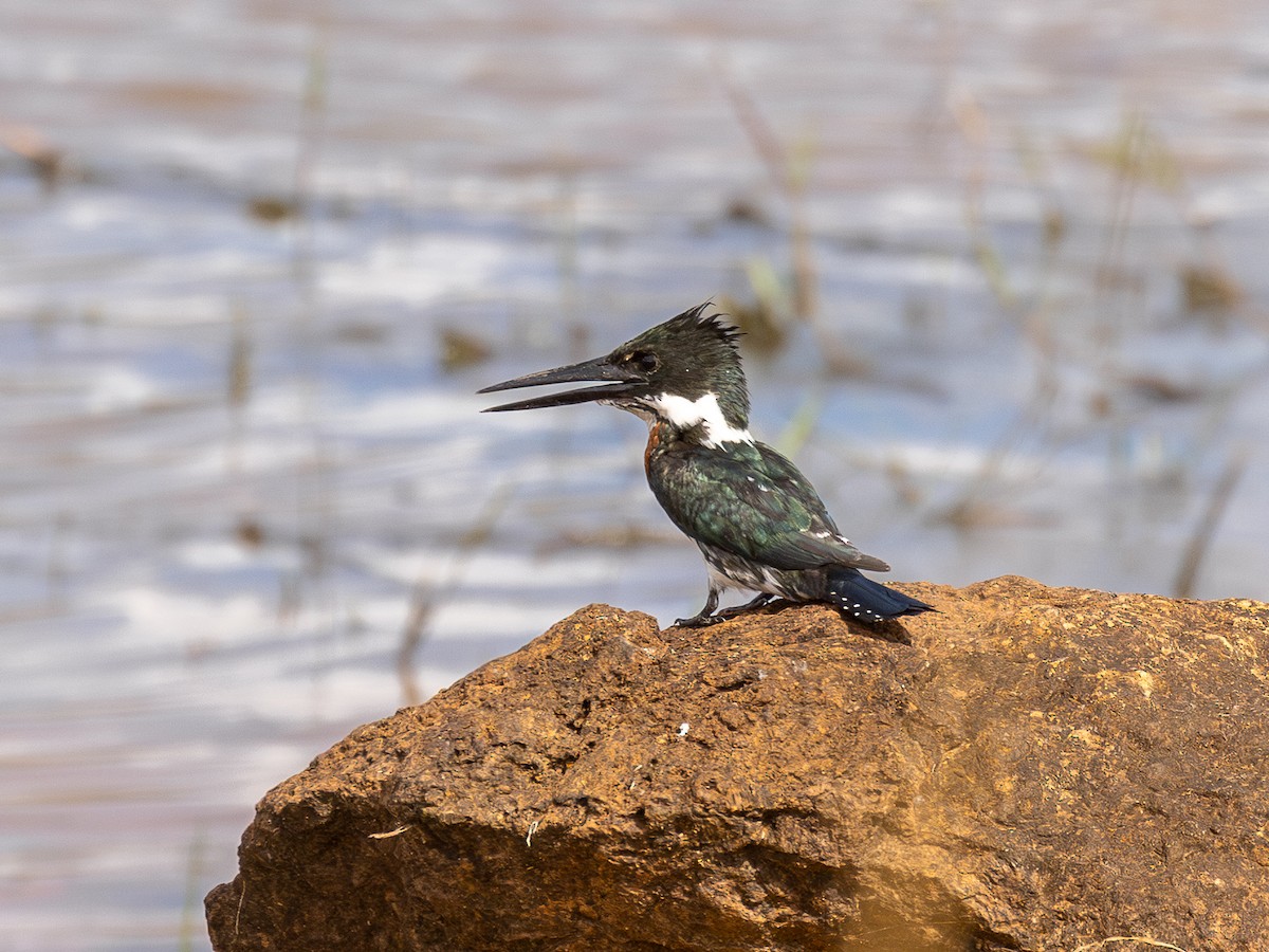 Amazon Kingfisher - ML651804367