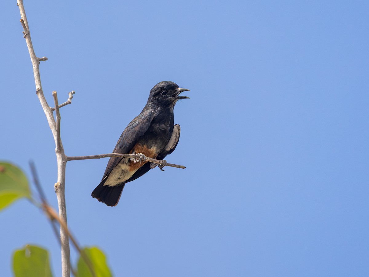 Swallow-winged Puffbird - ML651804393