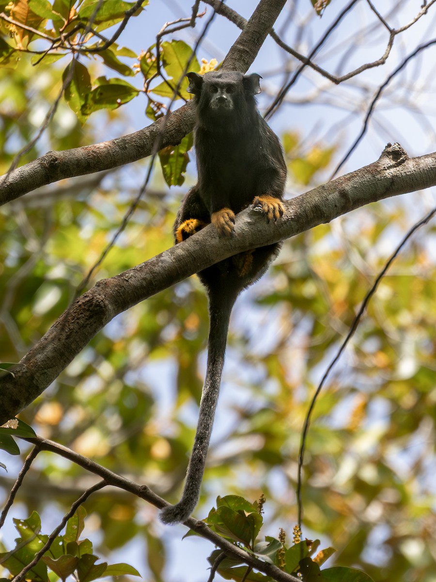 Golden-handed Tamarin - ML651804553