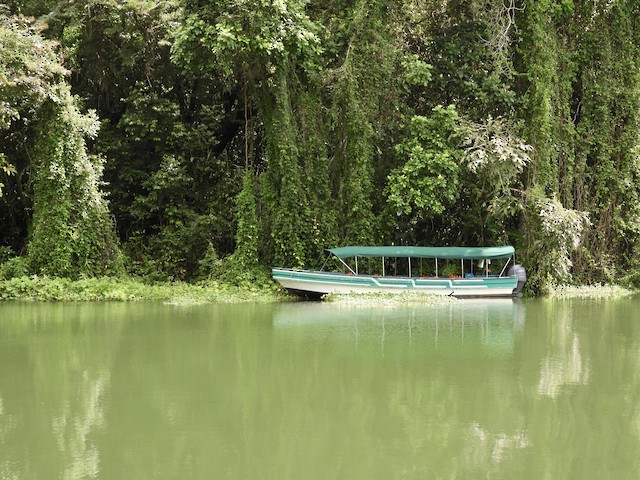 Gamboa Rainforest Reserve--Marina, Colón, Panama - eBird Hotspot